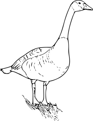 Gęś kolorowanki